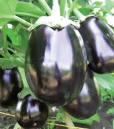 Семена баклажана Перфекшен F1, п.о. 1 тыс. семян (United Genetics)