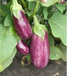 Семена баклажана Рико F1, п.о. 100 семян (Spark Seeds)