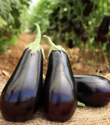 Семена баклажана Чивас (PL 6760) F1, п.о. 1 тыс. семян (Bakker Brothers)