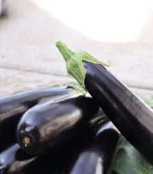 Семена баклажана ES 35007 F1, п.о. 100 семян (Ergon Seed)