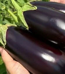 Семена баклажана Каптан F1, п.о. 250 семян (Libra Seeds)