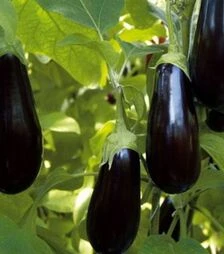 Семена баклажана Отелло F1, 5 кг (Nasko)