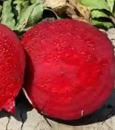 Семена свеклы Детройт, 500 г (Libra Seeds)