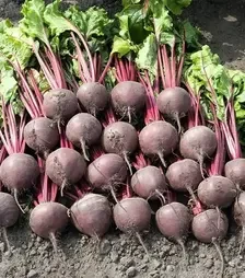 Семена свеклы Боро F1, п.е. 1 тыс. семян (Bejo)