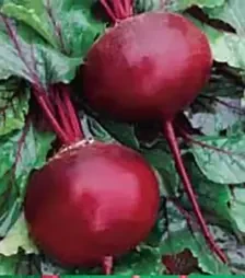 Семена свеклы Кадет, 500 г (Satimex)