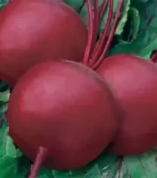 Насіння буряка Бікорес, 500 г (Коуел)