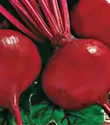 Семена свеклы Красный шар, 500 г (Коуэлл)