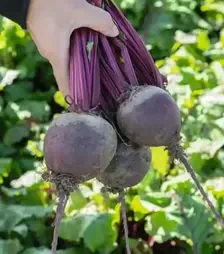 Семена свеклы Бохан F1, п.е. 10 тыс. семян (Bejo)