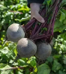 Насіння буряка Бікорес, п.о. 50 тис. насінин (Bejo)