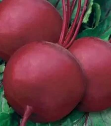 Насіння буряка Бікорес, 5 кг (Коуел)