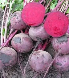 Насіння буряка Зеппо F1, п.о. 25 тис. насінин, 2,75-3,5 калібр (Rijk Zwaan)