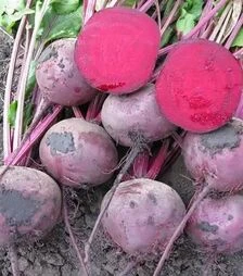 Насіння буряка Зеппо F1, п.о. 50 тис. насінин (Rijk Zwaan)