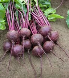 Насіння буряка Ронда F1 Bejo, п.о. 50 тис. насінин (Bejo)