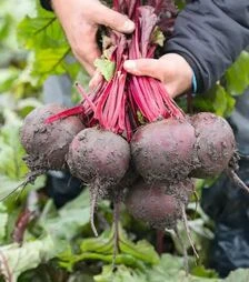 Семена свеклы Манзу F1, п.е. 50 тыс. семян (Bejo)