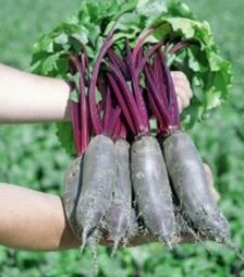 Насіння буряка Таунус F1, п.о. 50 тис насінин (Bejo)