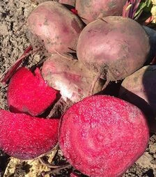 Семена свеклы Марун F1, п.е. 250 тыс семян (Spark Seeds)