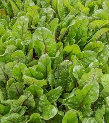 Семена свеклы Чарли F1, п.е. 50 тыс семян (Rijk Zwaan)