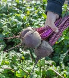 Насіння буряка Бетолло F1, п.о. 10 тис. насінин (Bejo)