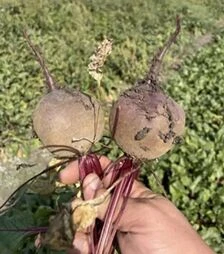 Насіння буряка Атлас F1, п.о. 25 тис.насінин (Spark Seeds)