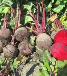 Насіння буряка Бетіна, 10 кг (Moravoseed)