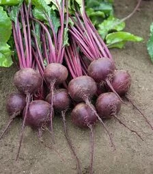 Семена свеклы Ронда F1 Bejo, п.е. 10 тыс. семян (Bejo)