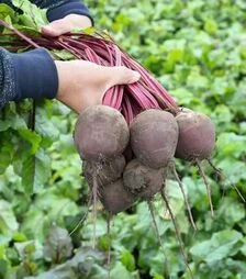 Семена свеклы Вода F1, п.е. 50 тыс. семян (Bejo)