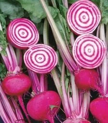 Насіння буряка Чіогіа Гардсмарк, п.о. 10 тис. насінин (Sakata)