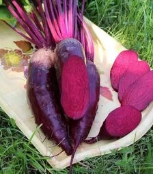 Насіння буряка Ренова, 1 кг (Semo)