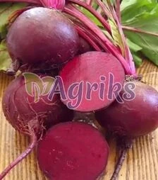 Насіння буряка Детройт, 1 кг (Clause)