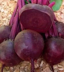 Насіння буряка Кестрел F1, п.о. 500 тис.насінин (Sakata) калібр 3,6-4,0