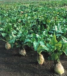 Семена свеклы Центаур Полли, 20 кг (Проф Нас)