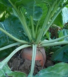 Семена свеклы Урсус Полли, 20 кг (Проф Нас)