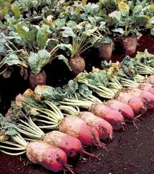 Насіння буряка Рекорд Поллі, 20 кг