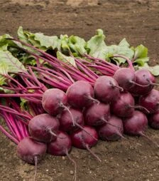 Семена свеклы Бреско F1, п.о. 10 тыс. семян (Bejo)