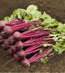 Семена свеклы Маноло F1, п.о. 10 тыс. семян (Bejo)