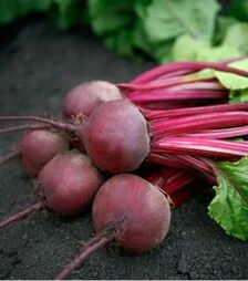 Семена свеклы Азума F1, п.о. 5 тыс. семян (Sakata)