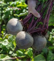 Семена свеклы Бикорес F1, п.о. 10 тыс. семян (Bejo)