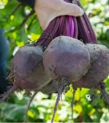 Семена свеклы Беттолло F1, п.о. 10 тыс. семян (Bejo)