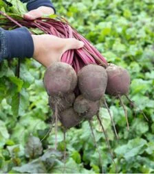 Семена свеклы Вода F1, 10 г (Bejo)