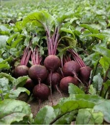 Семена свеклы Детройт, 10 кг (Hazera)