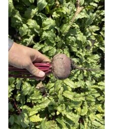 Насіння буряка Монті F1, п.о. 50 тис. насінин, 2,75-3,5 калібр (Rijk Zwaan)