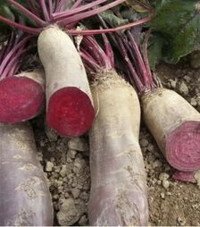 Насіння буряка Ренова, 100 г (Moravo Seed)