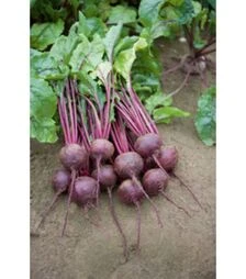 Семена свеклы Ронда F1, п.о. 10 тыс. семян (Bejo)