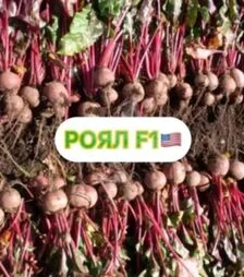 Семена свеклы Роял F1, 500 г (Innova Seeds)