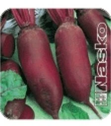 Семена свеклы Торпедо, п.о. 1 тыс. семян (Nasko)