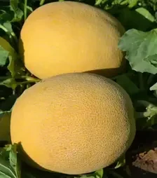 Семена дыни Афродита F1, п.е. 1 тыс. семян (Libra Seeds)