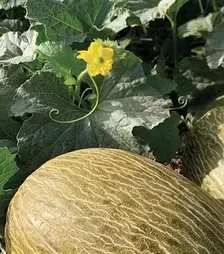 Насіння дині Макабео F1, п.о. 500 насінин (Syngenta)