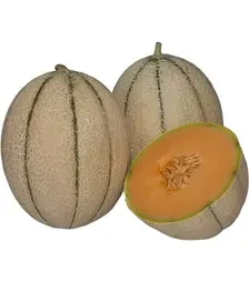 Насіння дині Массімо F1, п.о. 500 насінин (Syngenta)