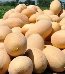 Семена дыни Ребекка F1, п.е. 1 тыс. семян (Hazera)