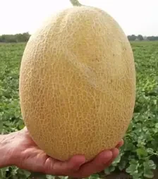Семена дыни Кредо F1, п.е. 1 тыс. семян (Clause)